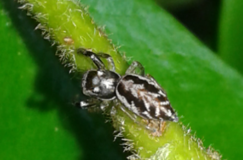 Salticidae da ID